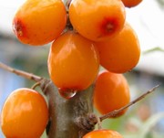 Натуральные масла холодного отжима